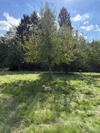 Foto treephoto-bs0hfq1fg4cdn7sxcmtibmcy.jpeg