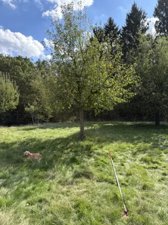 Foto treephoto-gboho2nif2egn32x1xjna8kb.jpeg