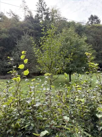 Foto treephoto-bt3yr5uxqj7goynm4fvsnkwm.jpeg