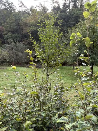 Foto treephoto-fvqlp71x9dxhhdlvaf2xzd8m.jpeg