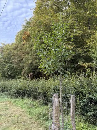 Foto treephoto-or94e69x26g1sk73uxhpjn1y.jpeg