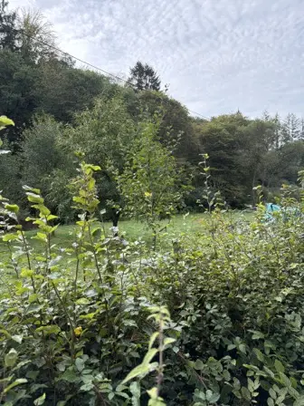 Foto treephoto-ovhfqyf0d6we3x8626m8okab.jpeg