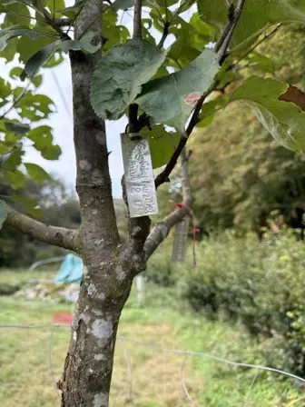 Foto treephoto-v56bjuv85f0yoeftbevbo83q.jpeg