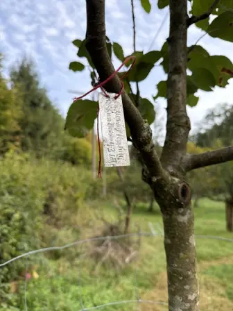 Foto treephoto-vmlugrkav5dn6wxlf8svj796.jpeg