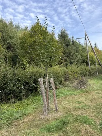 Foto treephoto-yanhv04hakzq4ts4g3aimrmh.jpeg