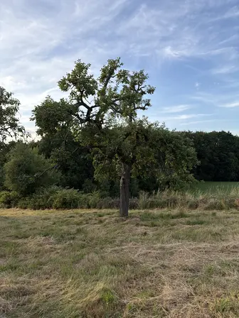 Foto treephoto-d0jxjsumq0y0g9kk04ou01ke.jpeg