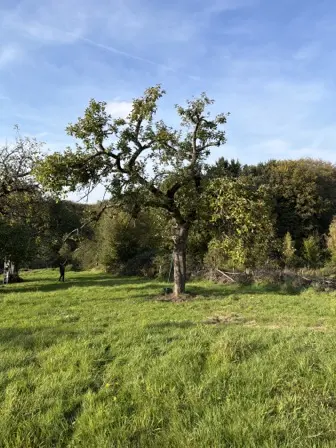 Foto treephoto-enh63kh9w7nkh0263xo78ob8.jpeg