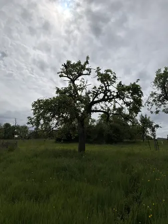 Foto treephoto-fbfffejnbvpnrnw7rhisfzq5.jpeg