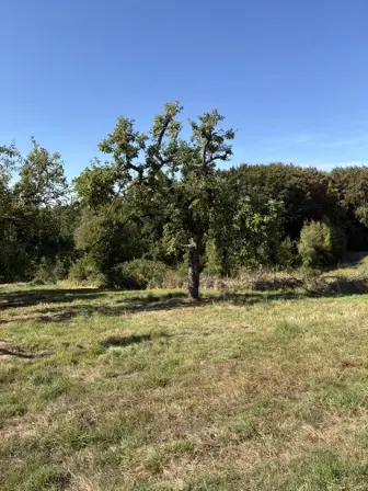 Foto treephoto-jua1p2ohnxrjyc5kxqmfpf45.jpeg