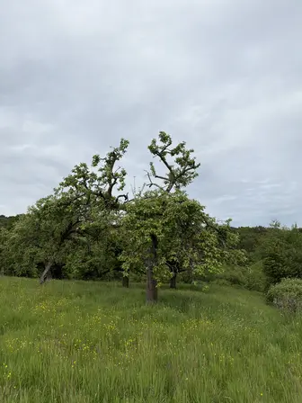 Foto treephoto-okro95xxvzr4kn6zops5znsj.jpeg