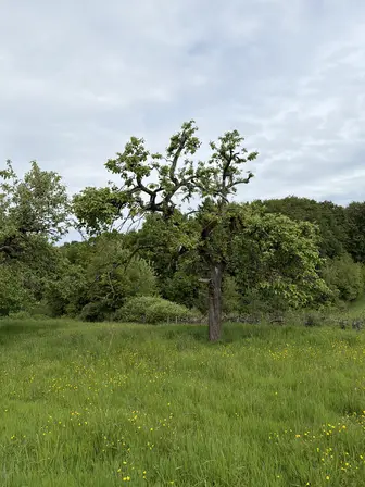 Foto treephoto-tfk06pnfp4dikq4413bjsxqg.jpeg