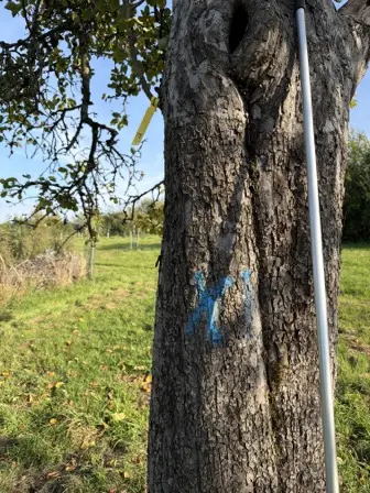 Foto treephoto-v2knrbyut87f6qawyr0ott1h.jpeg