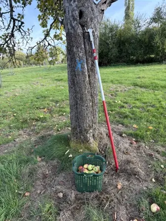 Foto treephoto-y4986gthaumdb5pmu9uiusxr.jpeg