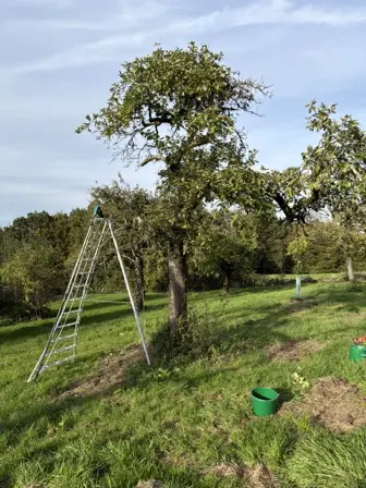 Foto treephoto-jlrucd7nl8kkj0g51ld26kgl.jpeg
