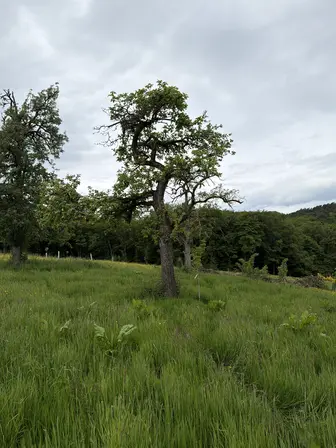 Foto treephoto-w02sz0zvj0t5h7f7gy2r3e0e.jpeg