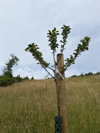 Foto treephoto-c092kxkmb0d9jnvaj4lnr1c5.jpeg