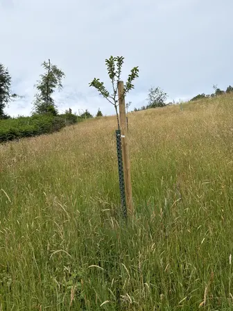 Foto treephoto-c8jhrrpikizskzpx75jlqhia.jpeg