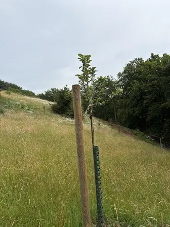 Foto treephoto-etzyk067ebnpx9yeke86a68r.jpeg