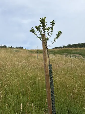 Foto treephoto-f5ygl4z1s8ixjzwsg5qp7ucr.jpeg
