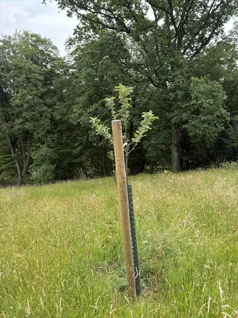 Foto treephoto-l21i7arxcg5v7xiu1eknqe9u.jpeg