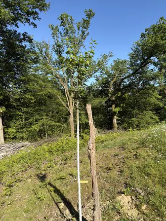 Foto treephoto-d9ghfptzdq8ebag5uu0wf653.jpeg