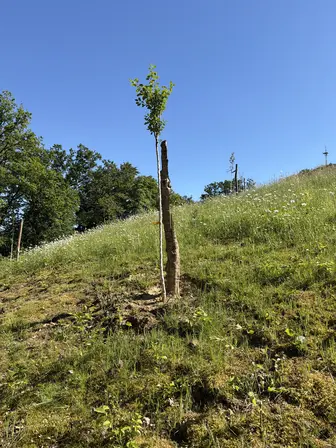 Foto treephoto-f9li5bbft9cxnar0weulqnit.jpeg
