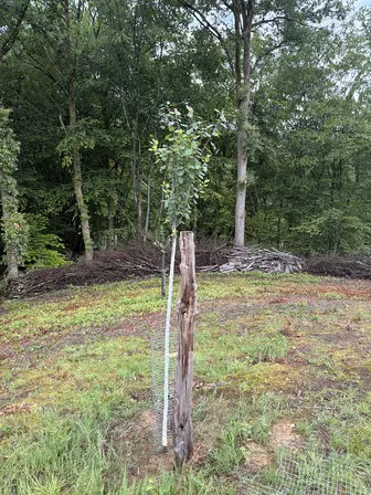 Foto treephoto-u1nsj0ctfksdg09fkrvq7dr0.jpeg