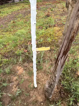 Foto treephoto-y4ilnqk6h9u5btlwqasl0i5a.jpeg