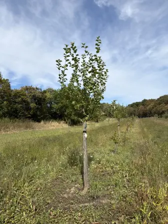 Foto treephoto-a4vi25vv52mbckpzjl4bt1sg.jpeg