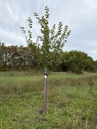 Foto treephoto-bmpdnfvnk7y30s8e3wnd04ih.jpeg