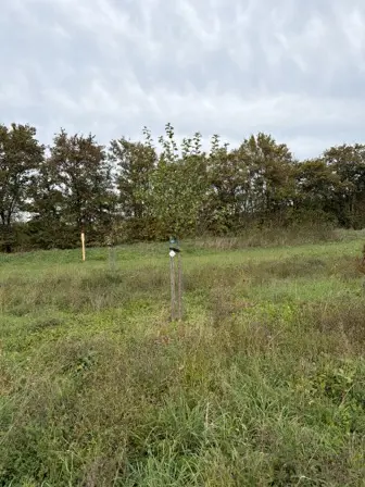 Foto treephoto-hs7xqrm6rkxl97a8sczw3mb6.jpeg
