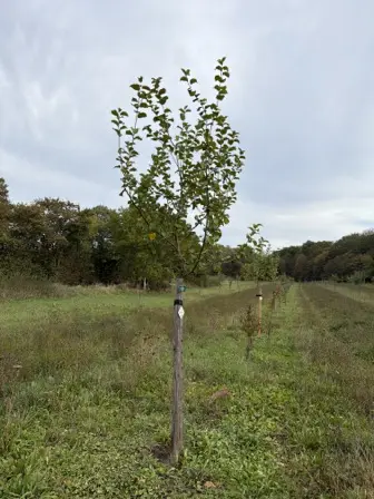 Foto treephoto-mnoatr1c8twior2rf23j6rrn.jpeg