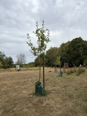 Foto treephoto-e474eyji1sfh150eqqydi71a.jpeg