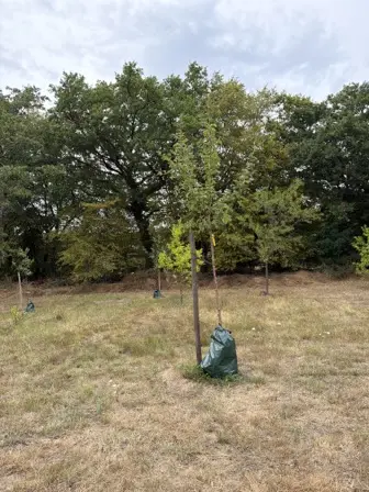 Foto treephoto-fxawik11rt8w76soyszn4axm.jpeg