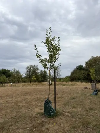 Foto treephoto-jqcpo0z120eywrxyx6sk2zgf.jpeg