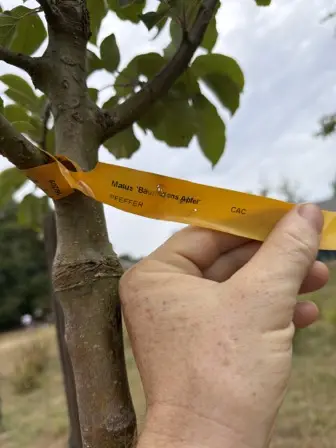 Foto treephoto-s2422972banc47l4x3ftexiq.jpeg