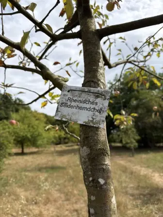 Foto treephoto-e0tcb969rhlc8b9twq67rqdg.jpeg
