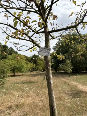 Foto treephoto-f3sev1330pdk8dy1ztj0w4ss.jpeg