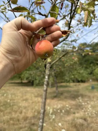 Foto treephoto-hbybice0p0zrfr8eerv5z4o6.jpeg