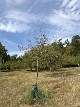 Foto treephoto-qzfttat2rbojnv3giistrx1k.jpeg
