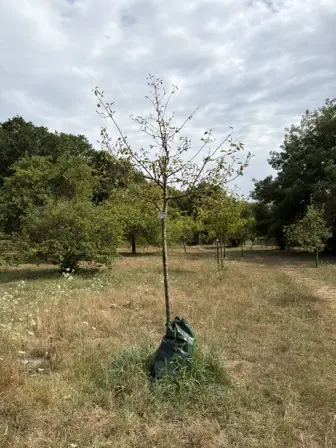 Foto treephoto-ul61sfta1g6q2s93ubbur20q.jpeg