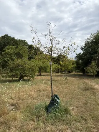 Foto treephoto-zembcui7ukc62jv66atv2li4.jpeg