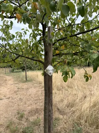 Foto treephoto-j09dd2o8ns7nzpbz2k8accte.jpeg