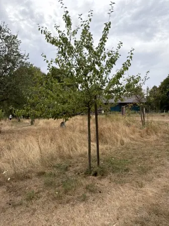 Foto treephoto-t27bh53z9v7wi3so633lps1c.jpeg
