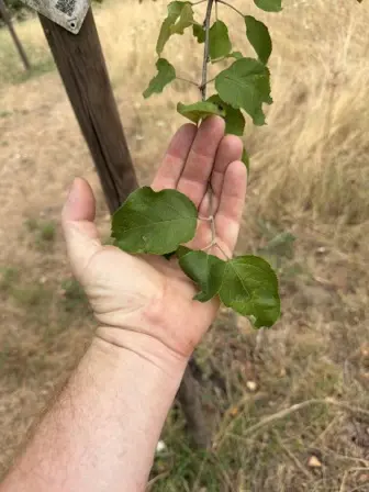 Foto treephoto-vm9t1or38g1sa0gpevk5n68c.jpeg