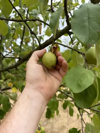 Foto treephoto-zniukpzhbdsuyxzw729s28w4.jpeg