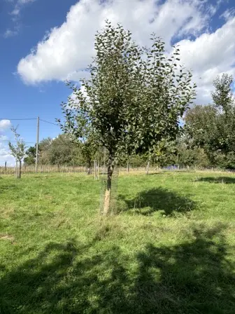 Foto treephoto-k277bcaw6tipemc0fydxbyf2.jpeg