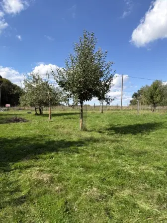Foto treephoto-rsxc6xqip5vjwfyujvhopr2j.jpeg