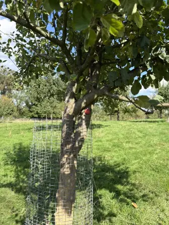Foto treephoto-scpnk02te0wbq566cpr6h03e.jpeg