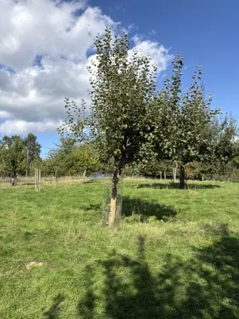 Foto treephoto-v9gdnrlrj2jmsnm4ddxw0yh1.jpeg